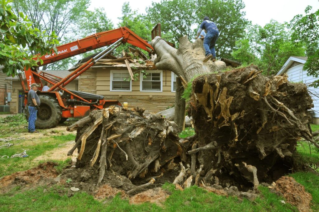 Cheap Tree Trimming Service
